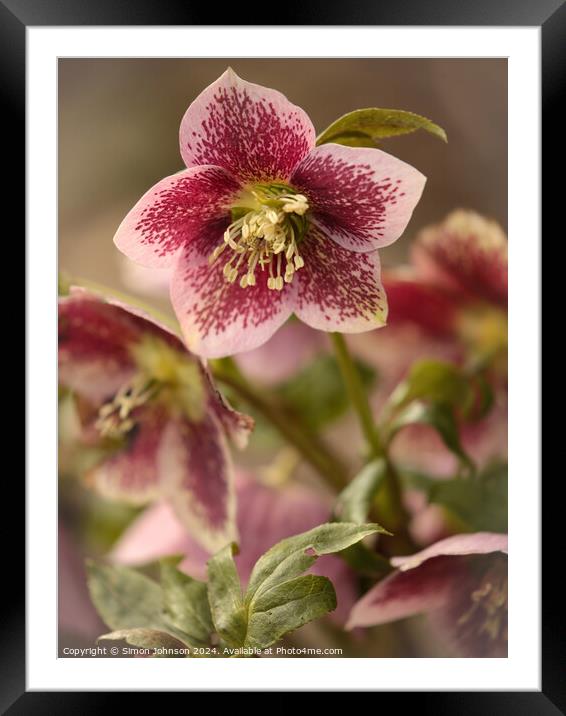 Hellebore flower Framed Mounted Print by Simon Johnson