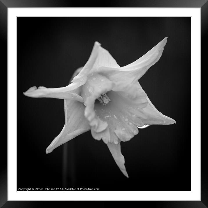  Daffodil   Framed Mounted Print by Simon Johnson