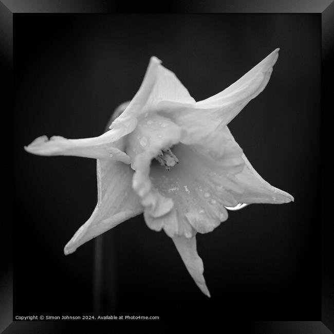  Daffodil   Framed Print by Simon Johnson
