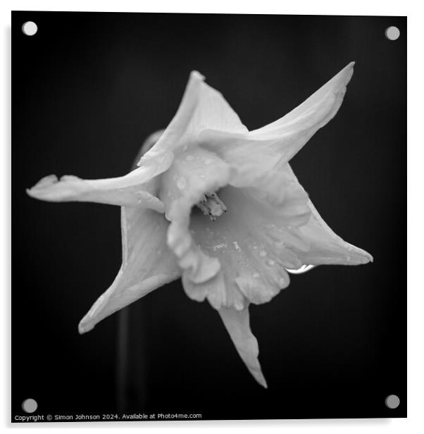  Daffodil   Acrylic by Simon Johnson