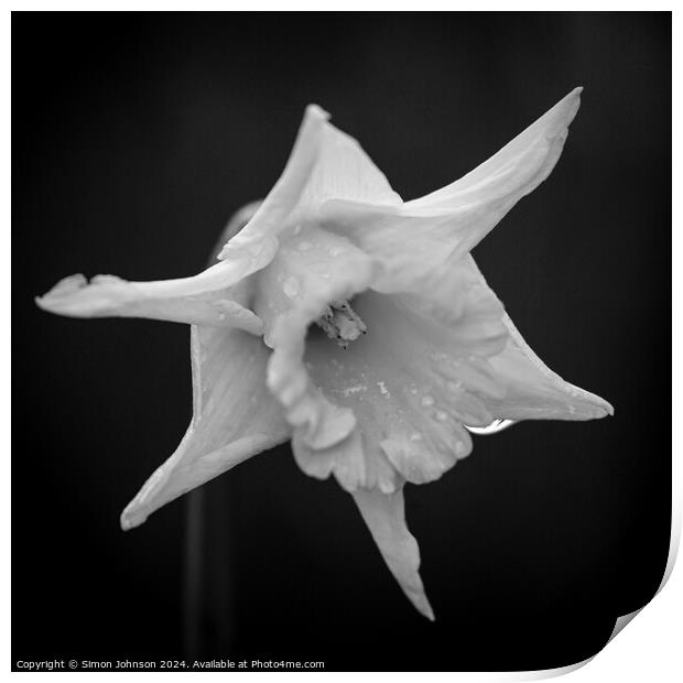  Daffodil   Print by Simon Johnson