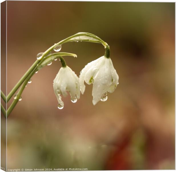 A close up of Snowdrops with morning dew Canvas Print by Simon Johnson