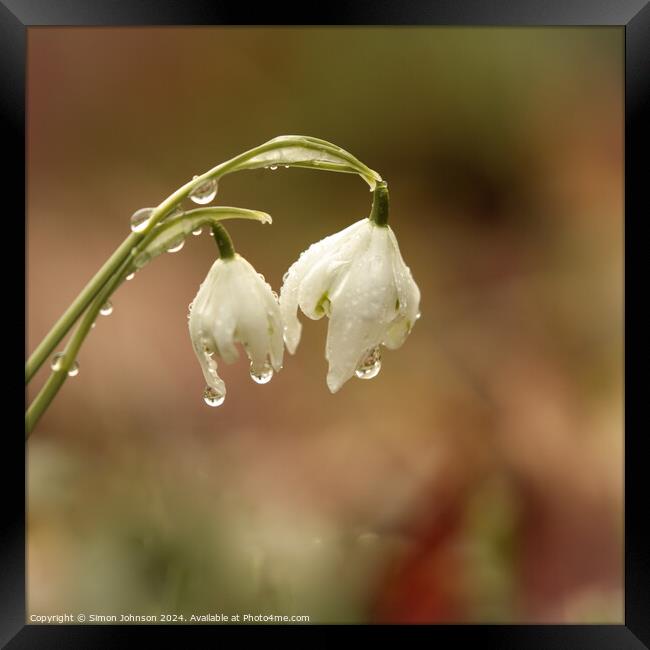 A close up of Snowdrops with morning dew Framed Print by Simon Johnson