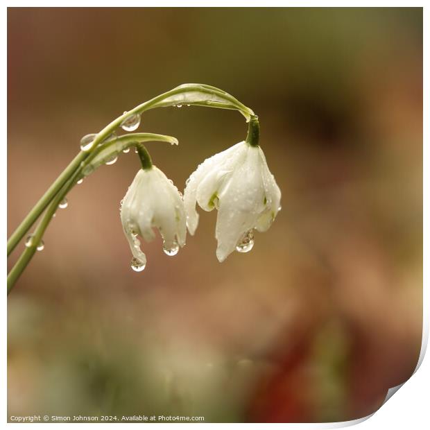 A close up of Snowdrops with morning dew Print by Simon Johnson