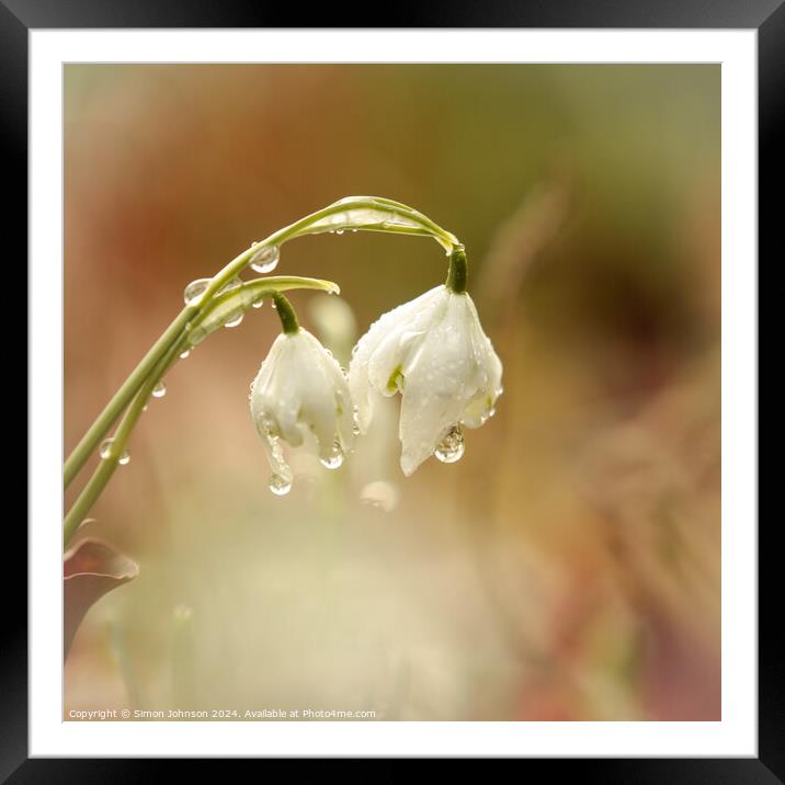 Snowdrop pair Framed Mounted Print by Simon Johnson