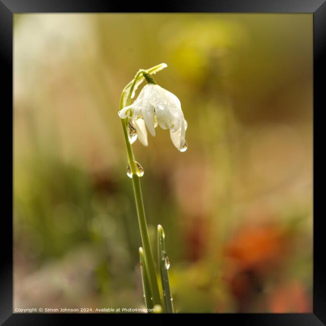 Snowdrop  flower Framed Print by Simon Johnson