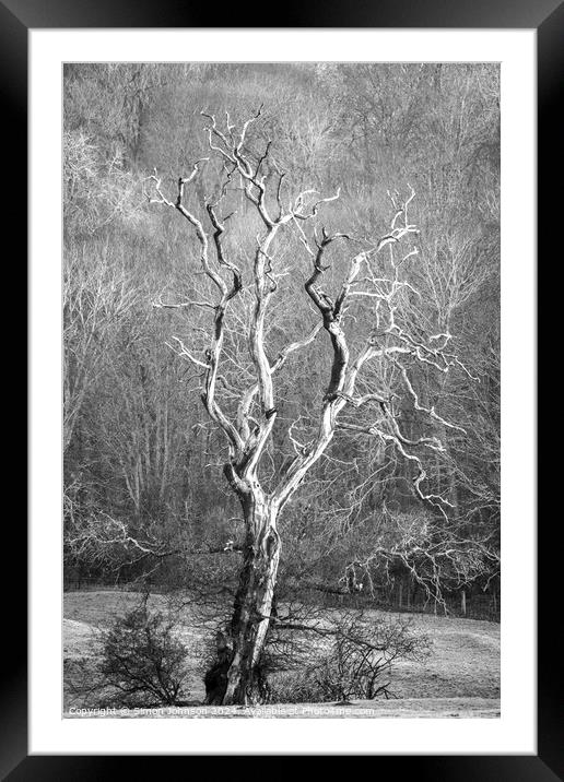  Lightening  tree Framed Mounted Print by Simon Johnson
