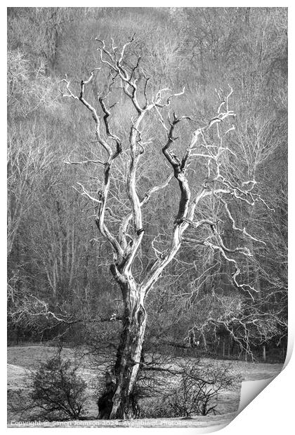  Lightening  tree Print by Simon Johnson