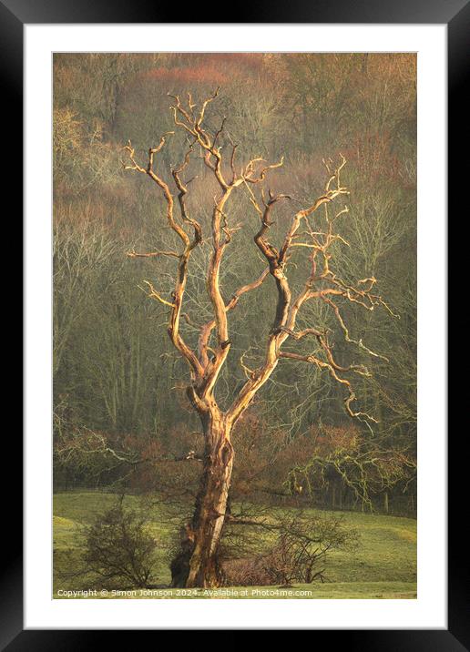 Lightening  tree Framed Mounted Print by Simon Johnson