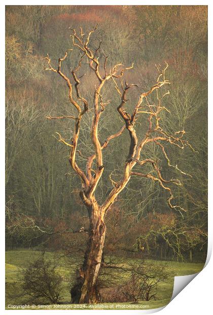 Lightening  tree Print by Simon Johnson
