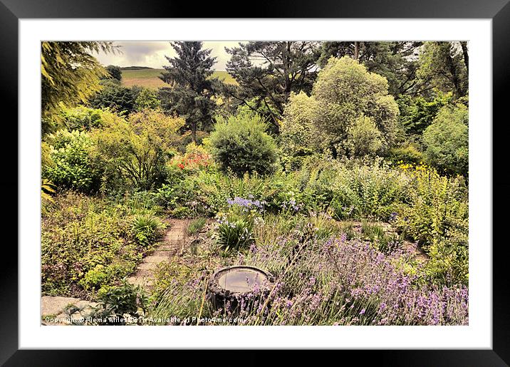 Lovely Garden Framed Mounted Print by Alexia Miles