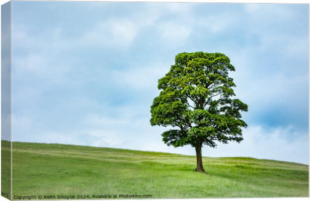Single Tree in Spring (Right) Canvas Print by Keith Douglas