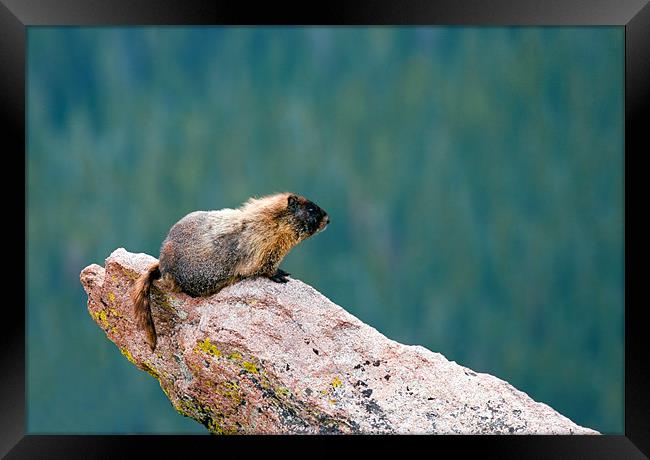 Life on the Edge  Framed Print by Mike Dawson