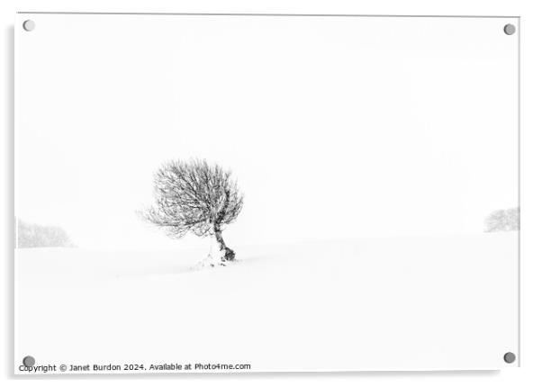 Solitude #1 Acrylic by Janet Burdon