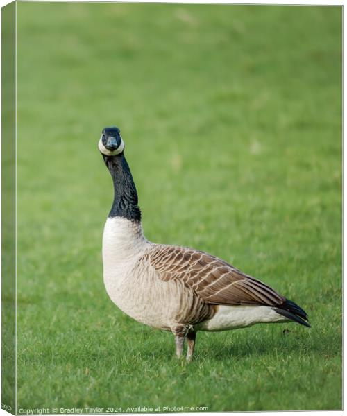 Who You Looking At - Canada Goose Canvas Print by Bradley Taylor