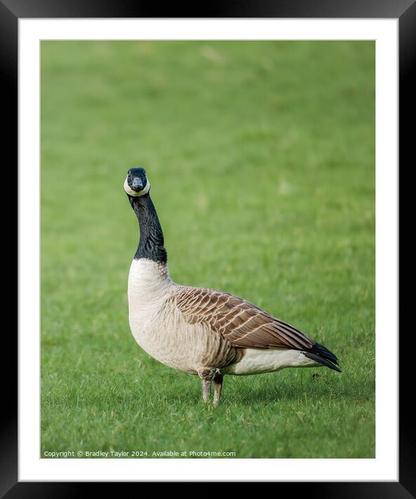 Who You Looking At - Canada Goose Framed Mounted Print by Bradley Taylor