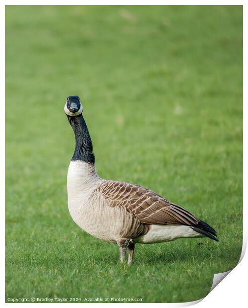 Who You Looking At - Canada Goose Print by Bradley Taylor