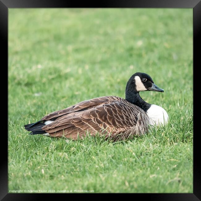 Canada Goose Square Framed Print by Bradley Taylor