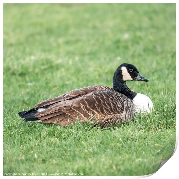 Canada Goose Square Print by Bradley Taylor