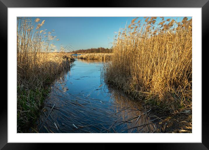 Lake shore with thick reeds Framed Mounted Print by Dariusz Banaszuk