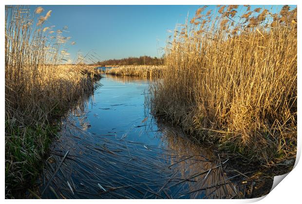 Lake shore with thick reeds Print by Dariusz Banaszuk