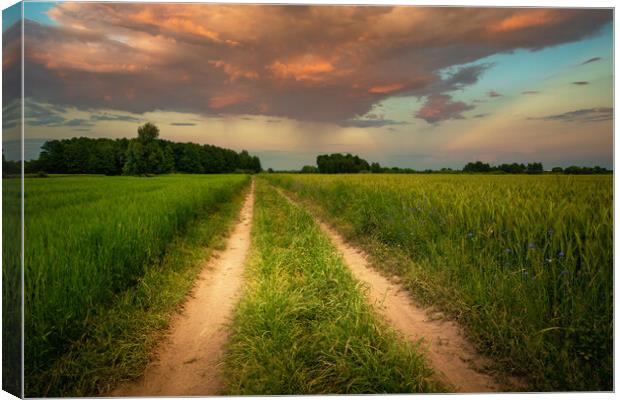 Dirt road through green fields and clouds during sunset Canvas Print by Dariusz Banaszuk