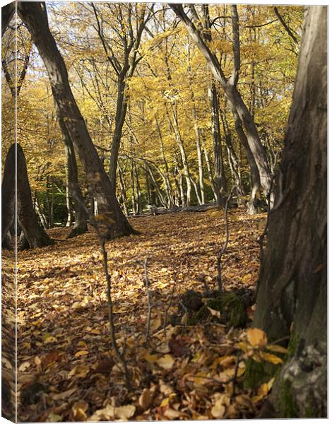 Trees in Autumn at Bentley Woods Canvas Print by Jayesh Gudka