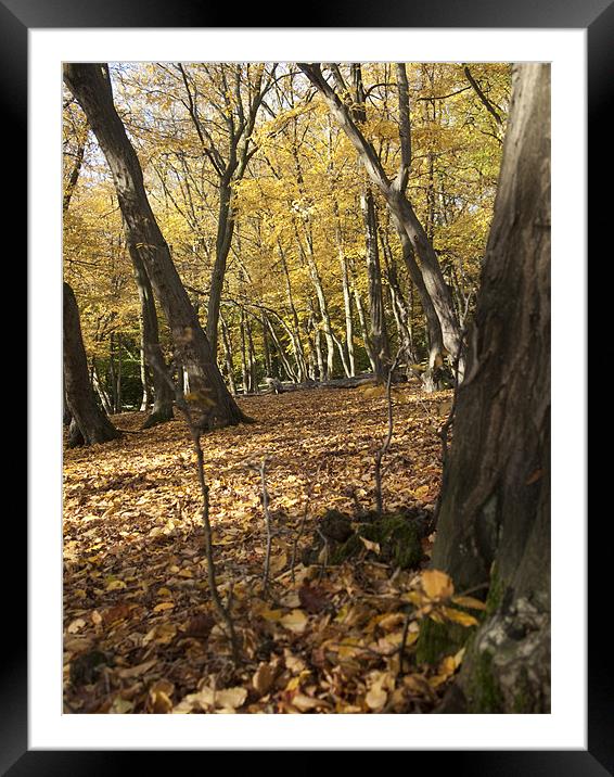 Trees in Autumn at Bentley Woods Framed Mounted Print by Jayesh Gudka