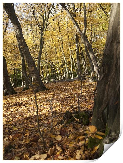 Trees in Autumn at Bentley Woods Print by Jayesh Gudka