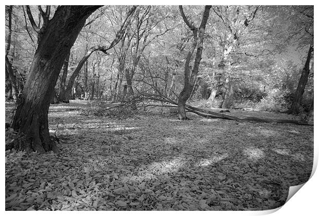 Infra Red Woods At Bentley Woods Print by Jayesh Gudka