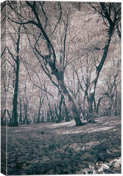 Infra Red Woods At Bentley Woods Canvas Print by Jayesh Gudka