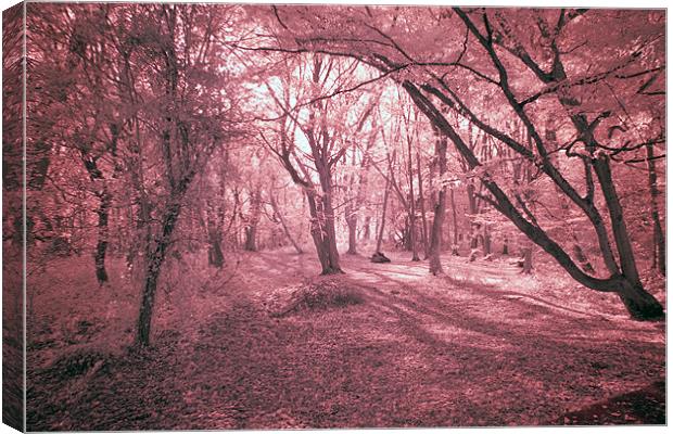 Infra Red Bentley Woods Stanmore Canvas Print by Jayesh Gudka