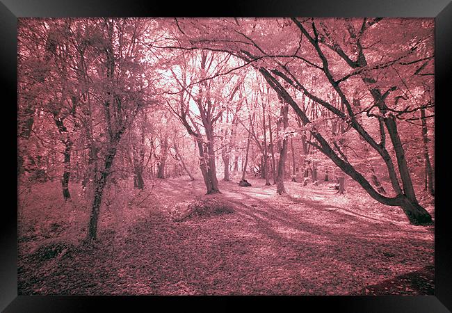 Infra Red Bentley Woods Stanmore Framed Print by Jayesh Gudka