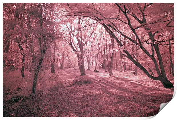 Infra Red Bentley Woods Stanmore Print by Jayesh Gudka
