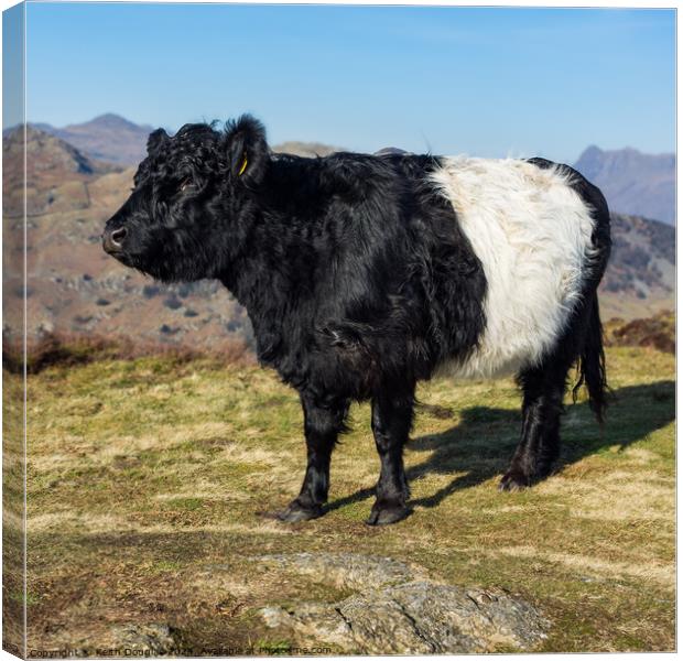 Belted Galloway cow in the Lake District Canvas Print by Keith Douglas