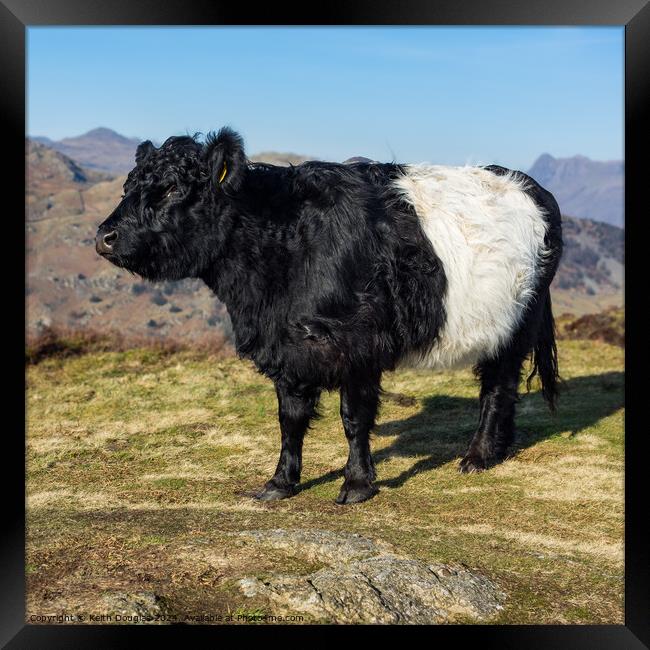 Belted Galloway cow in the Lake District Framed Print by Keith Douglas