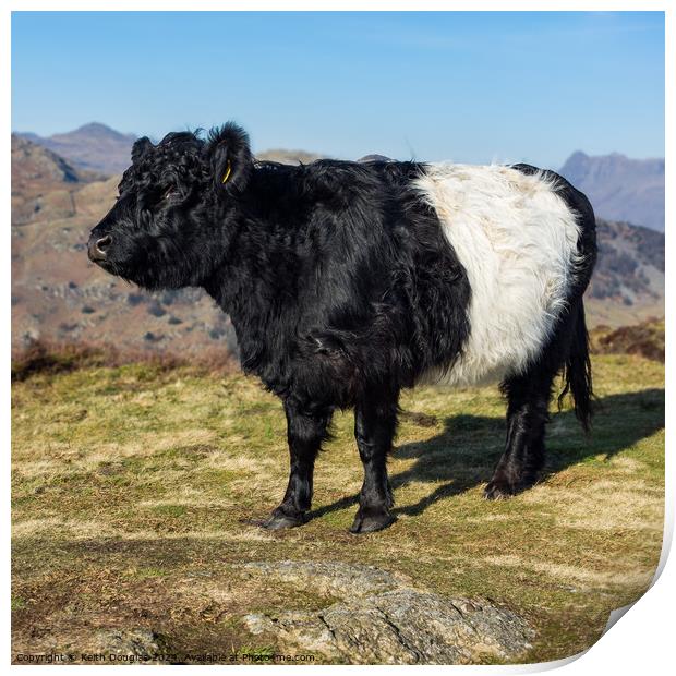 Belted Galloway cow in the Lake District Print by Keith Douglas