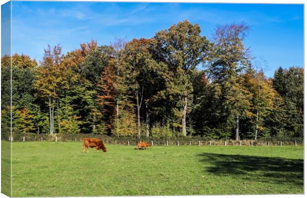 Brown cows grazing on green meadow against autumn forest backgro Canvas Print by Michael Piepgras