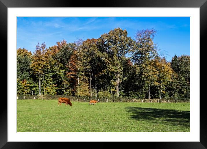 Brown cows grazing on green meadow against autumn forest backgro Framed Mounted Print by Michael Piepgras