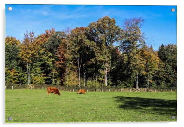 Brown cows grazing on green meadow against autumn forest backgro Acrylic by Michael Piepgras