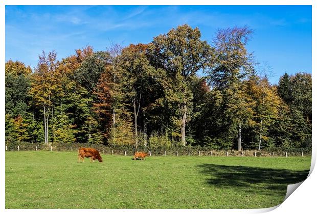 Brown cows grazing on green meadow against autumn forest backgro Print by Michael Piepgras