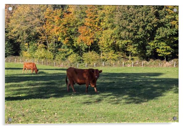Brown cows grazing on green meadow against autumn forest backgro Acrylic by Michael Piepgras