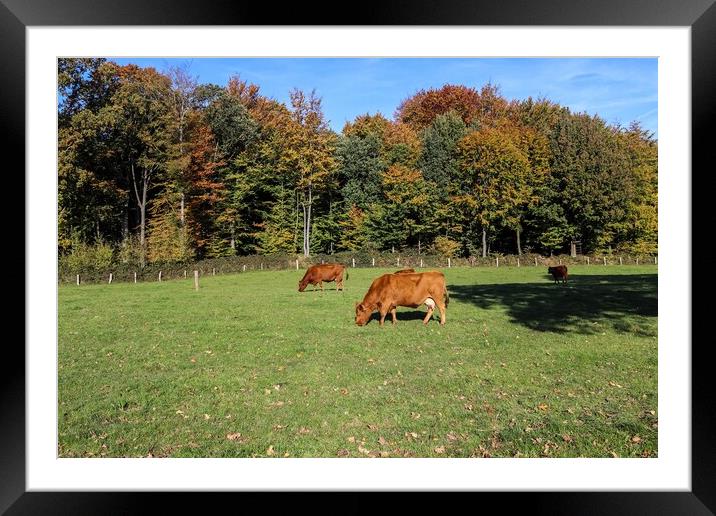 Brown cows grazing on green meadow against autumn forest backgro Framed Mounted Print by Michael Piepgras