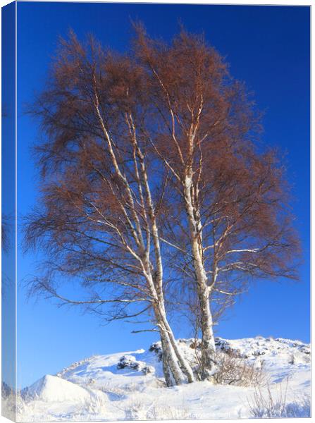 Silver birch tree. Rannoch Moor, Highland, Scotland Canvas Print by Geraint Tellem ARPS