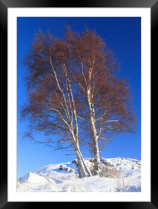 Silver birch tree. Rannoch Moor, Highland, Scotland Framed Mounted Print by Geraint Tellem ARPS