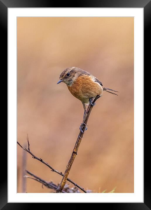 Stonechat (Saxicola rubicola) Framed Mounted Print by chris smith