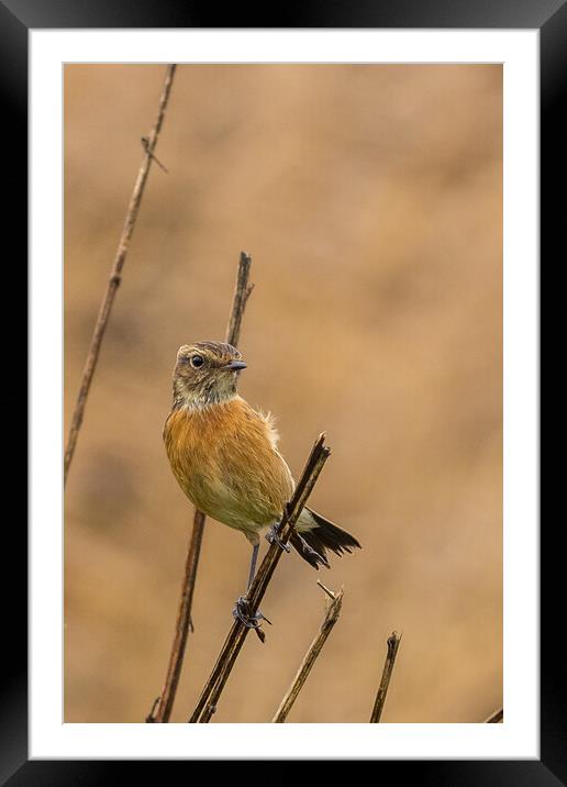 Stonechat (Saxicola rubicola) Framed Mounted Print by chris smith