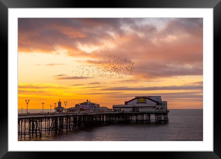 Blackpool Sunset Starling murmuration  Framed Mounted Print by chris smith