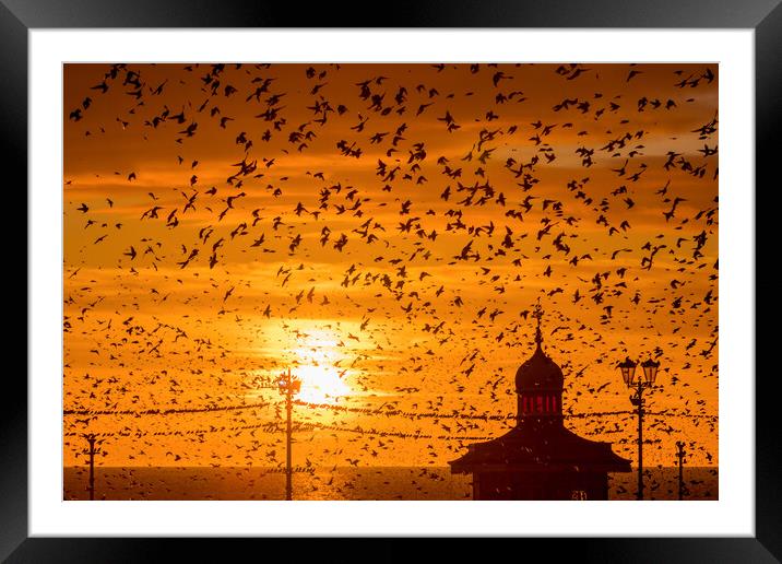 Starling murmuration Framed Mounted Print by chris smith