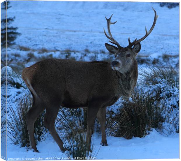 A stag/deer standing in the snow, Rannoch Moor, Scotland Canvas Print by Geraint Tellem ARPS